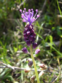 Muscari comosum